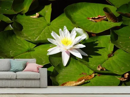 Valokuvatapetti The white water lily
