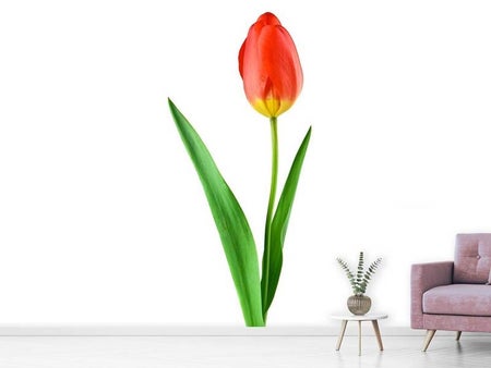 Fotobehang The proud tulip