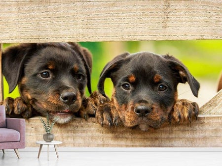 Fototapet 2 Rottweiler puppies