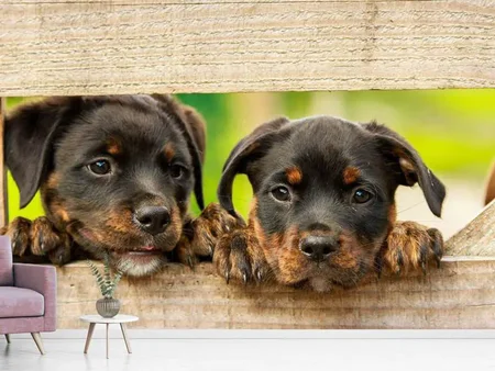Valokuvatapetti 2 Rottweiler puppies