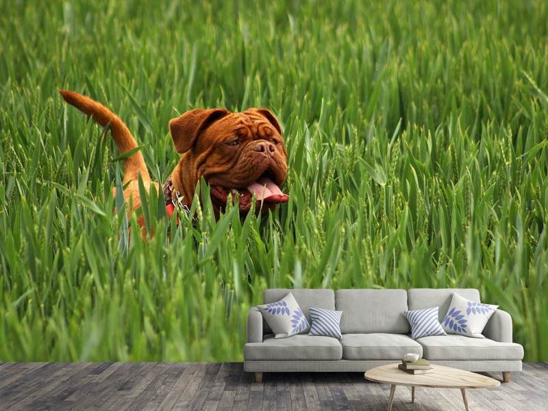 Fotobehang The mastiff in the grass