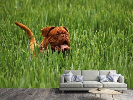 Fototapet The mastiff in the grass