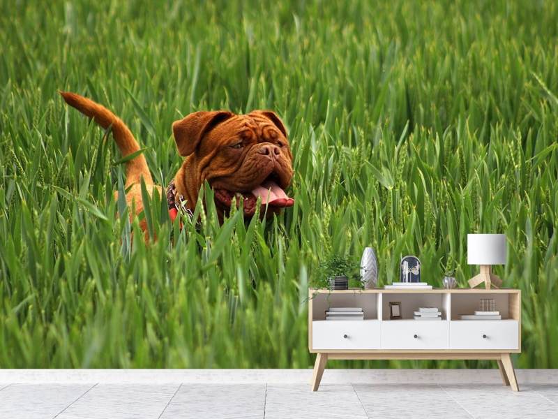 Wall Mural Photo Wallpaper The mastiff in the grass