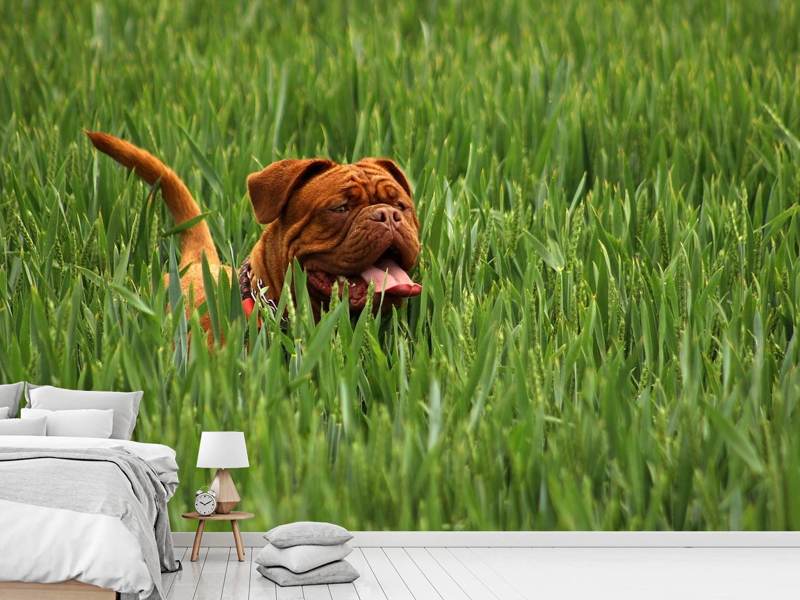 Wall Mural Photo Wallpaper The mastiff in the grass