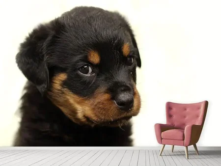Fototapet Rottweiler puppy to fall in love