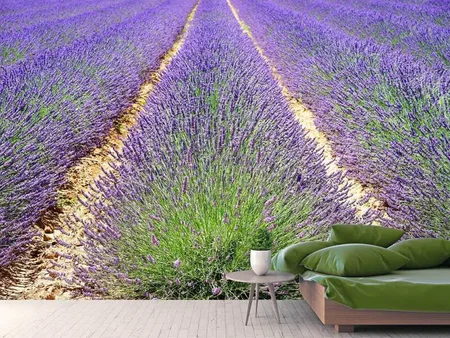 Fotobehang The lavender field