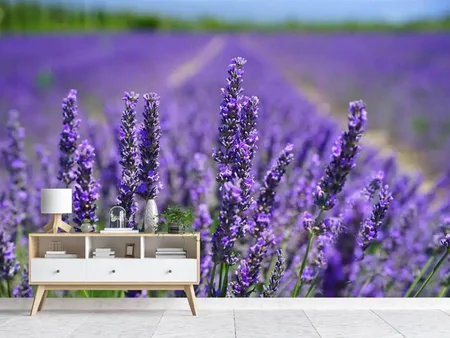 Fotobehang The lavender flowers