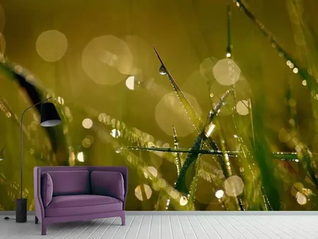Wall Mural Photo Wallpaper Dew in the morning