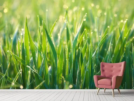 Wall Mural Photo Wallpaper Grass with morning dew XL