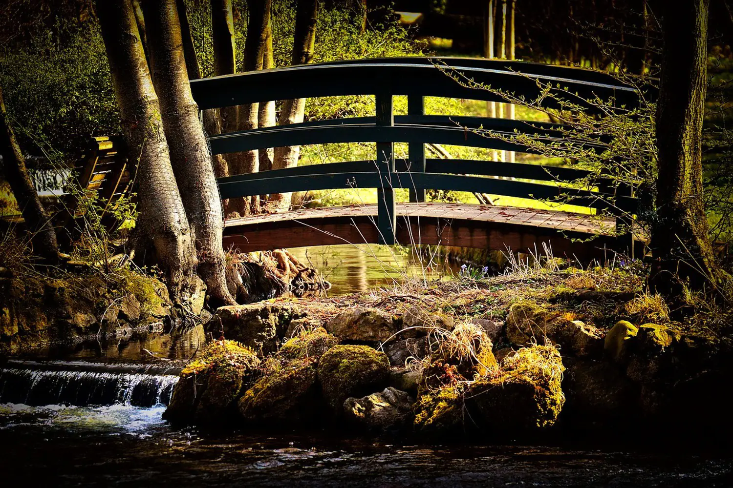 Carta da Parati Ponte nella Foresta di Bambù Fotomurale