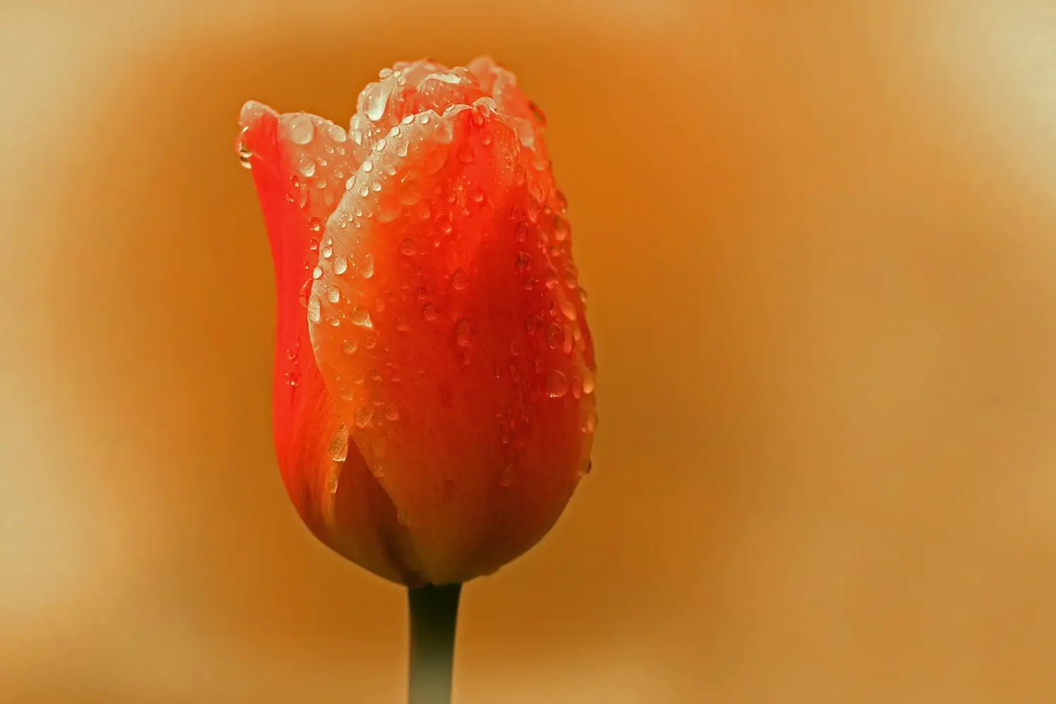 Wall Mural Photo Wallpaper A tulip in the morning dew