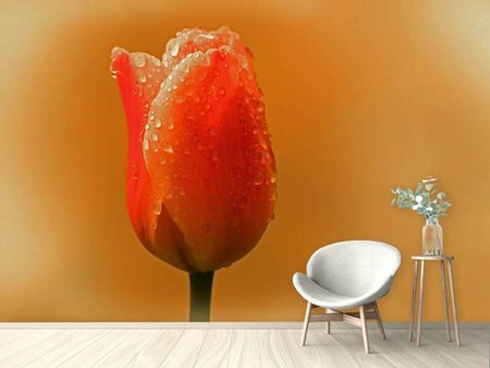 Wall Mural Photo Wallpaper A tulip in the morning dew
