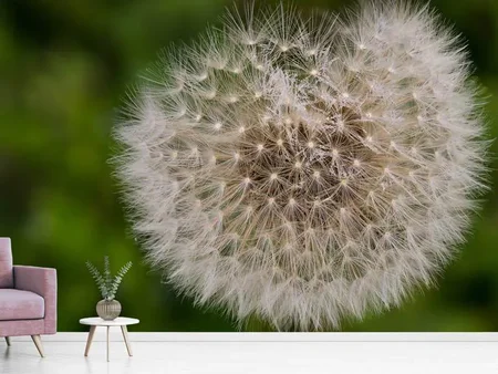 Wall Mural Photo Wallpaper The dandelion in nature