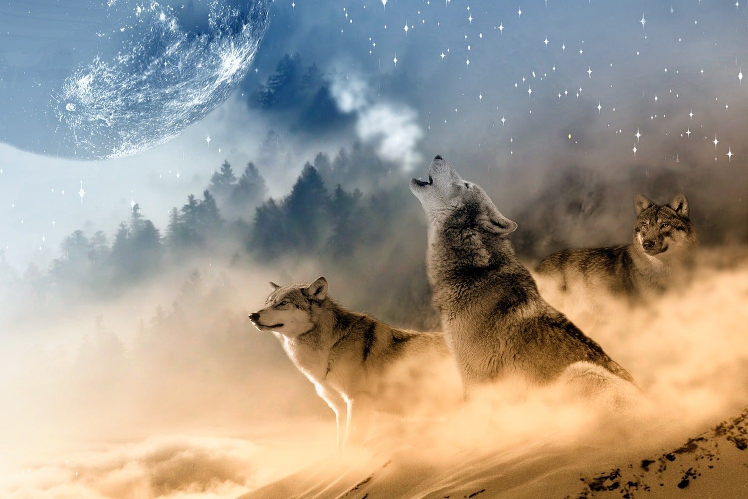 Fotomurale Il mondo dei lupi