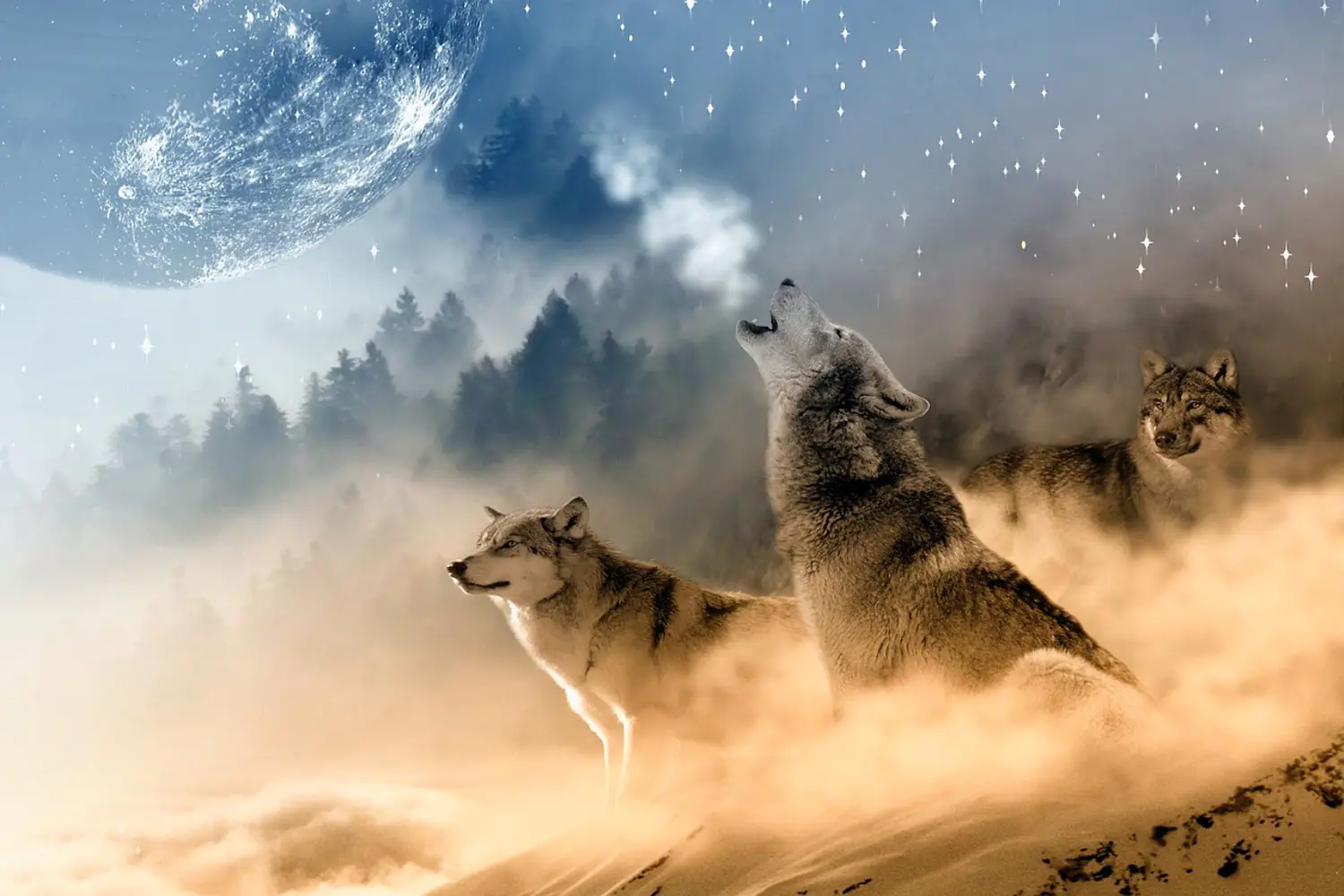 Fototapete Die Welt der Wölfe