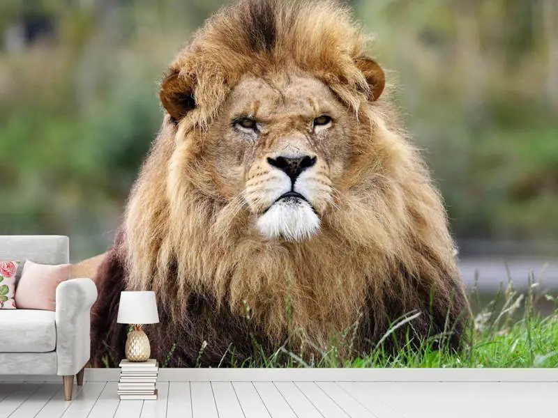 Wall Mural Photo Wallpaper The king of animals