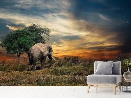 Fototapete Der Elefant im Sonnenuntergang