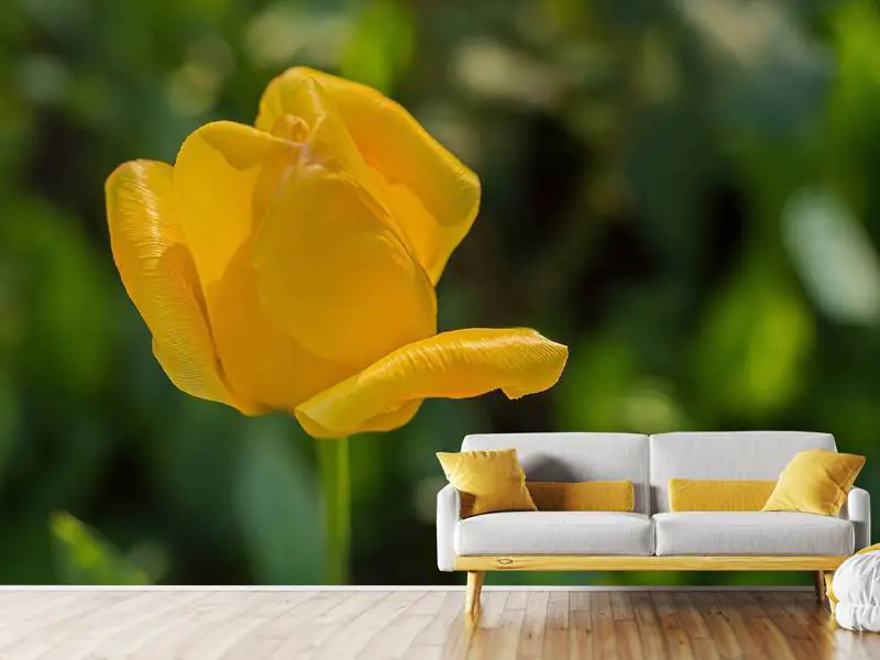 Papier peint photo Tulipe jaune XL
