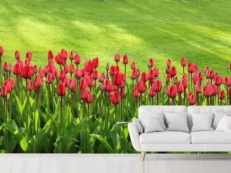 Fotobehang Red tulip field in the sunlight