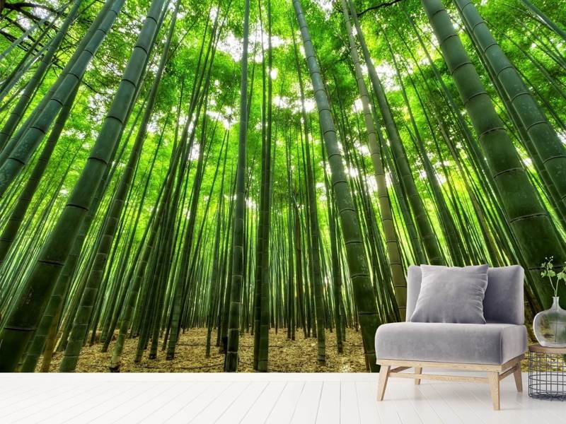 Green bamboo forest Wall Mural Wallpaper