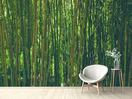 Wall Mural Photo Wallpaper In the middle of the bamboo