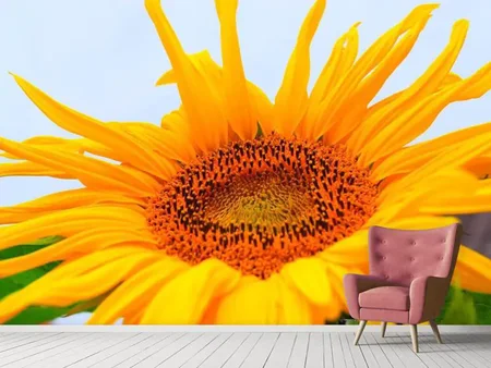 Fototapete Grosse Sonnenblume