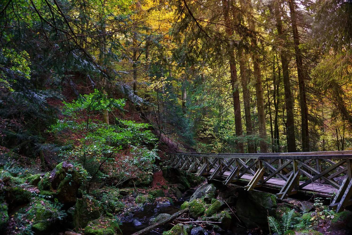 Papier peint photo Le pont de la forêt
