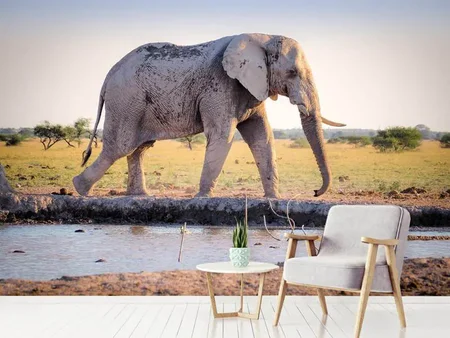 Fototapete Elefant in der Natur