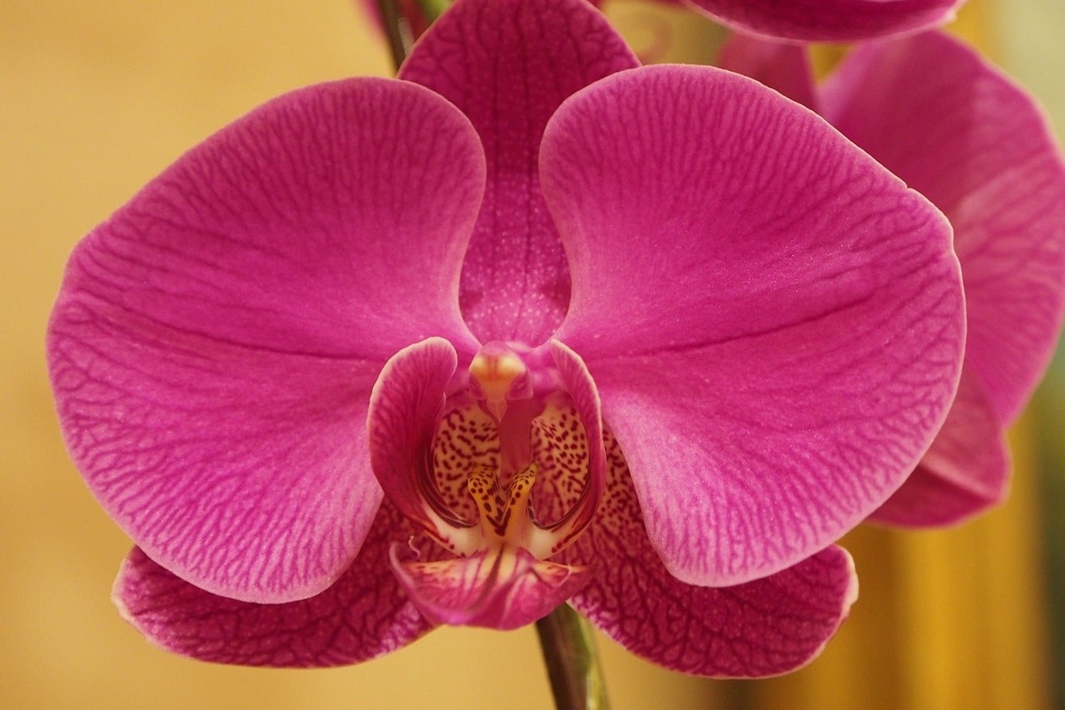 Fototapete Close up Orchidee in pink