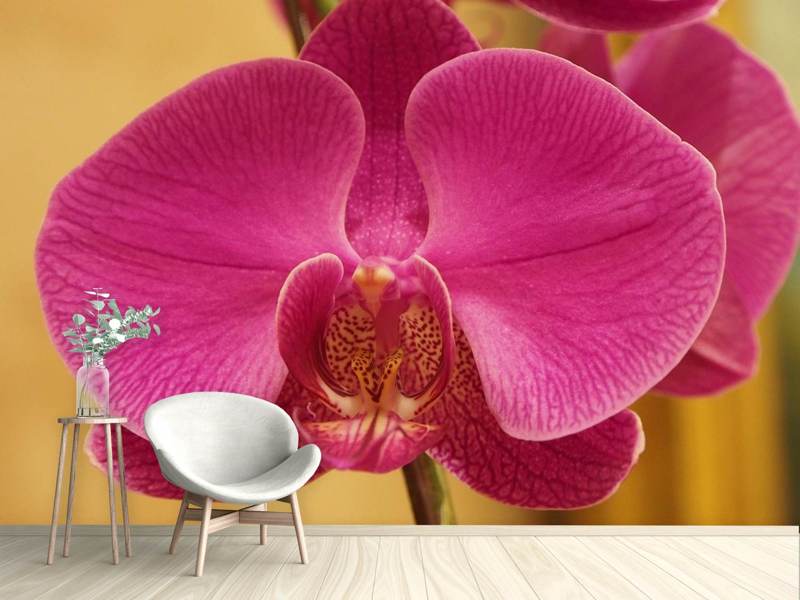 Wall Mural Photo Wallpaper Close up orchid in pink