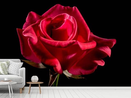 Wall Mural Photo Wallpaper The flower of love