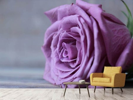 Fotobehang Rose in purple XXL