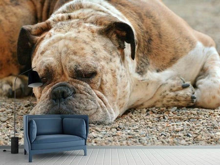 Wall Mural Photo Wallpaper Tired boxer