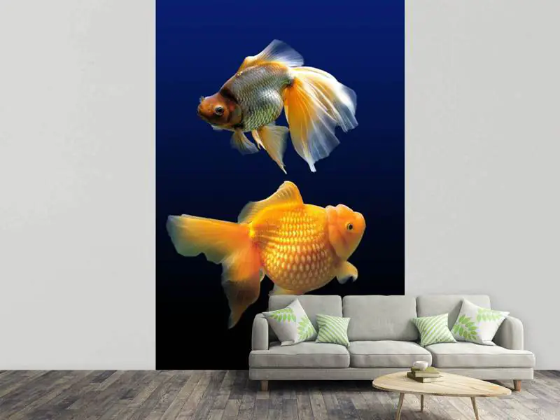 Wall Mural Photo Wallpaper 2 funny fish | Shop now!