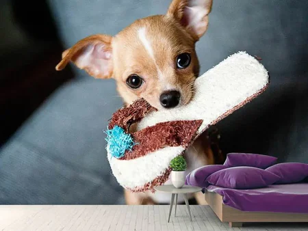Papier peint photo Chihuahua obéissant