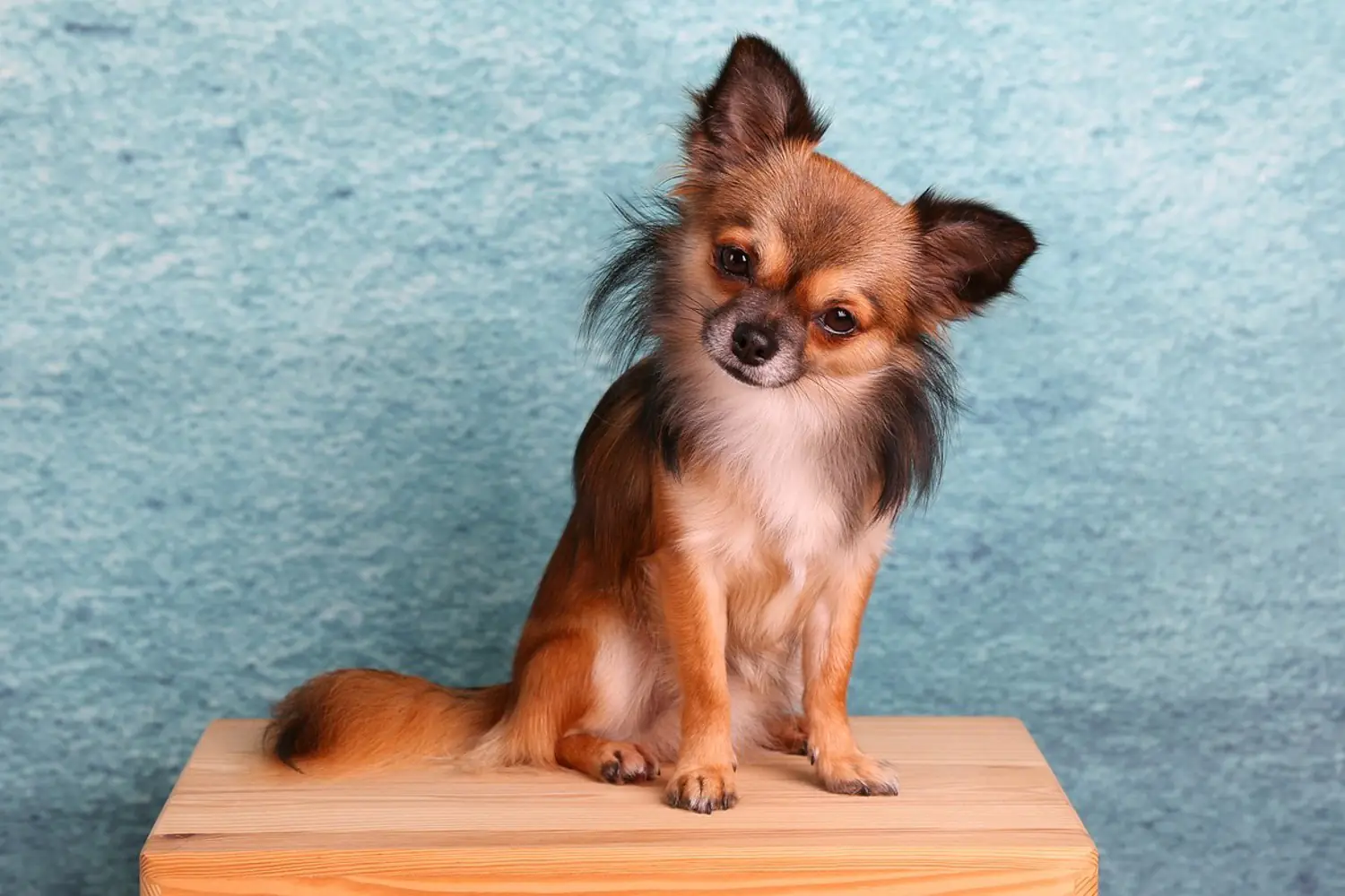 Valokuvatapetti Typical Chihuahua - Tilaa nyt netistä!