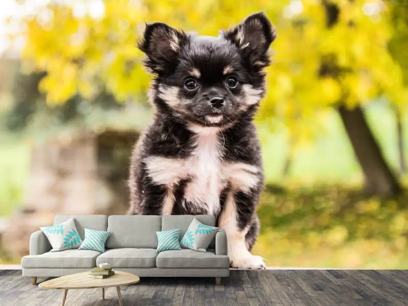 Valokuvatapetti Cute chihuahua puppy - Tilaa nyt netistä!