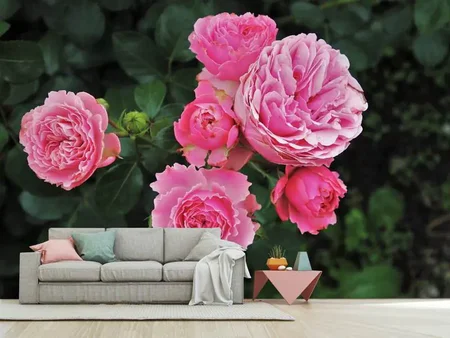 Papier peint photo Les roses sauvages en rose