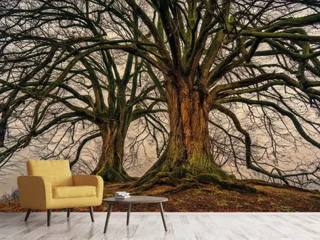 Wall Mural Photo Wallpaper Ghostly trees