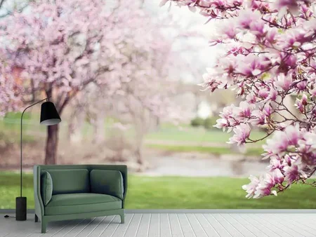 Valokuvatapetti Beautiful magnolias