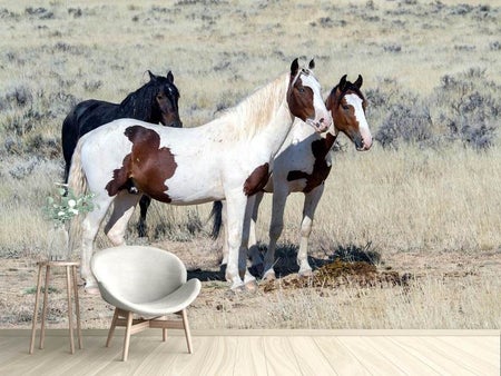 Papier peint photo 3 chevaux sauvages