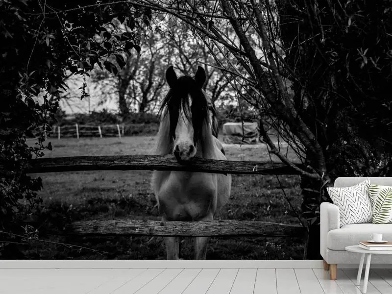 Wall Mural Photo Wallpaper The horse sw