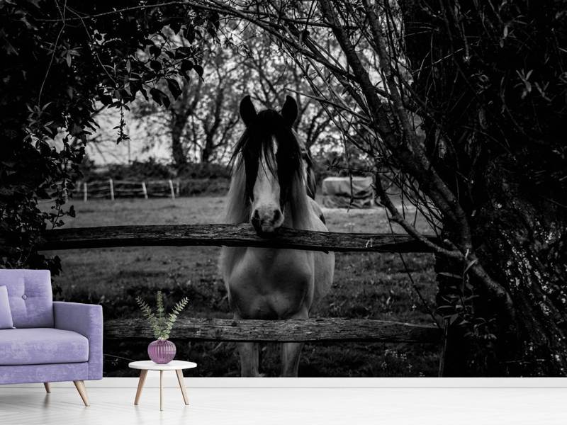 Wall Mural Photo Wallpaper The horse sw
