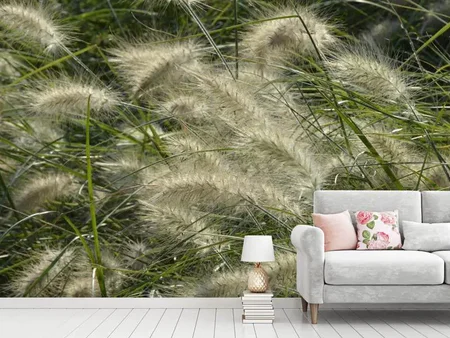 Wall Mural Photo Wallpaper Ornamental grass in the wind