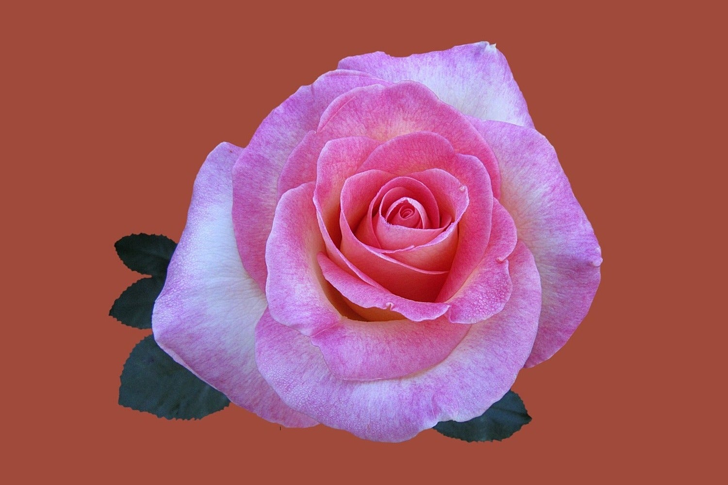 Papier peint photo Rose rose XXL