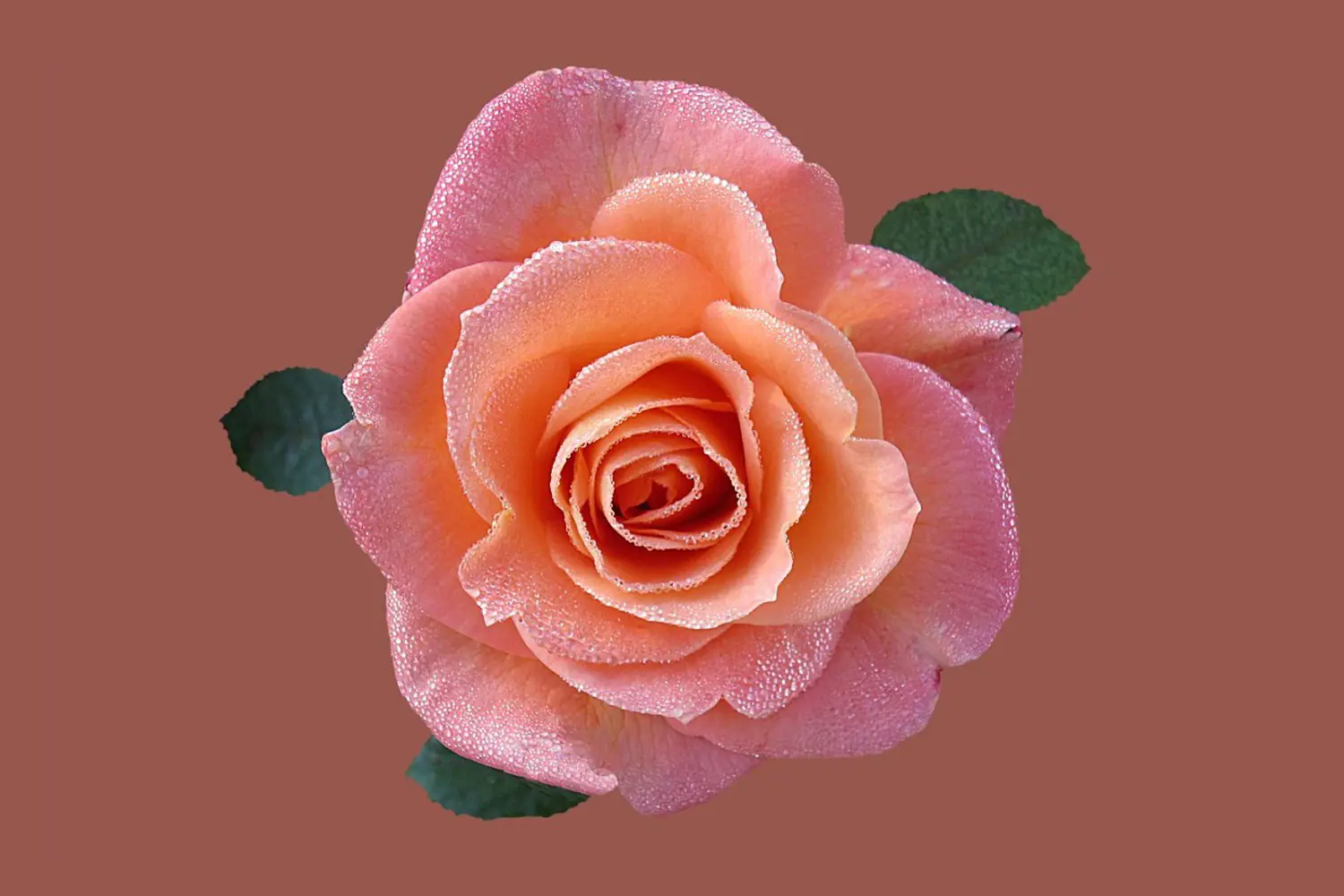 Fotomurale Rose in albicocca XXL