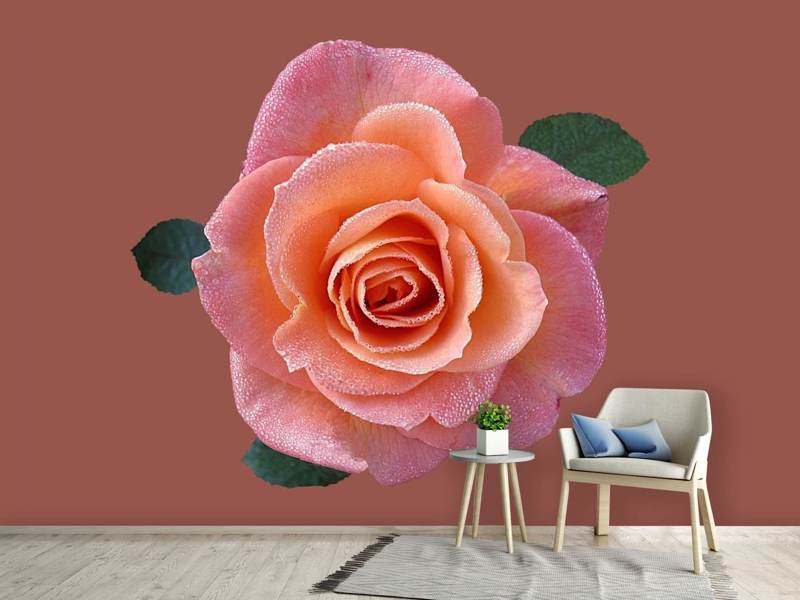 Fotomurale Rose in albicocca XXL