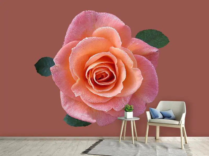 Wall Mural Photo Wallpaper Rose in apricot XXL