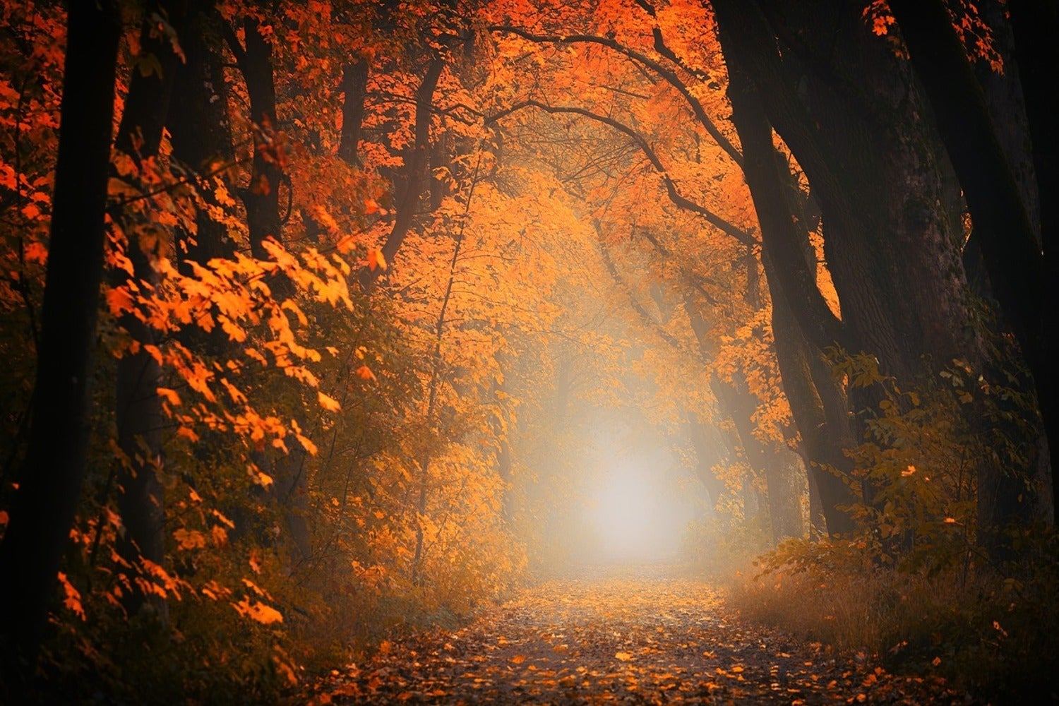 Fototapete Herbstlicht im Wald