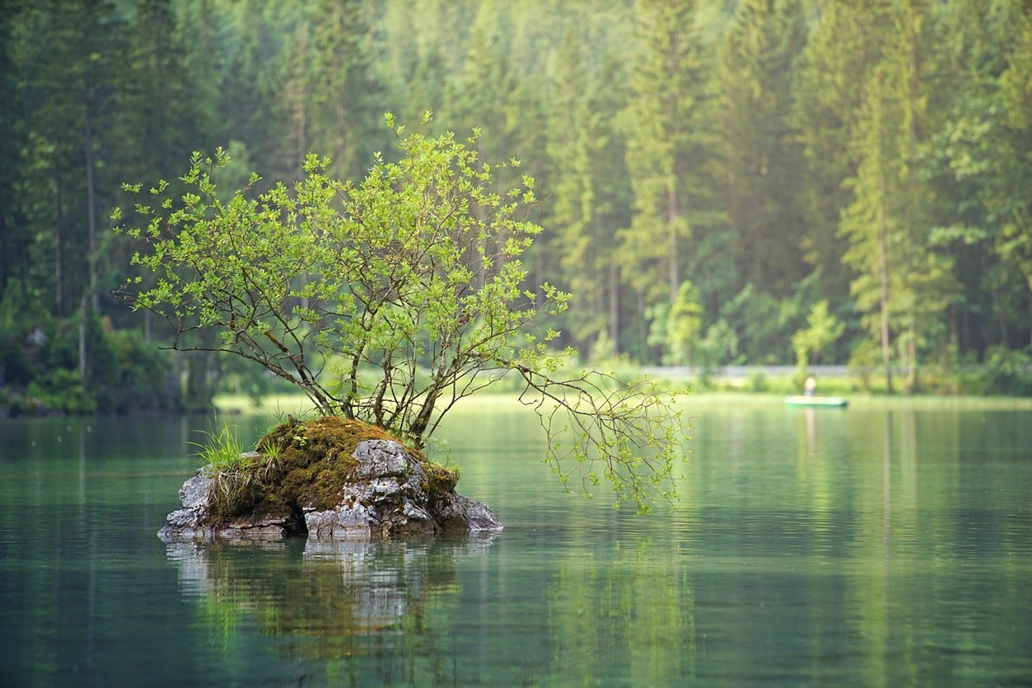Fototapete Der Teich im Wald